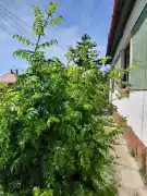 Bács-Kiskun megye - Kunbábony